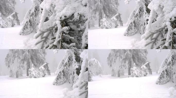 雪雾森林