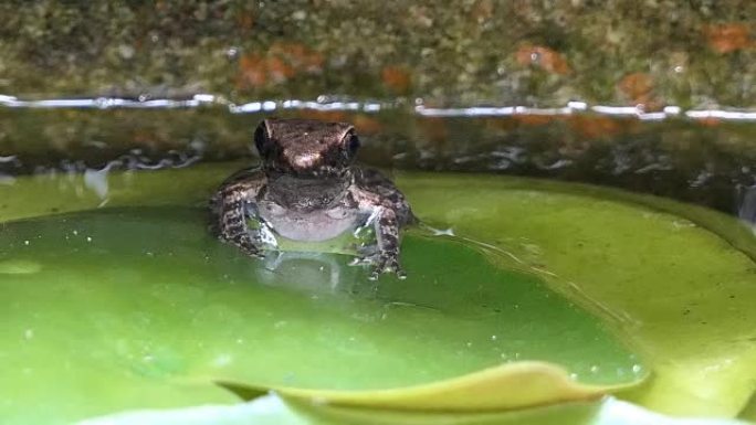 青蛙在荷叶上休息