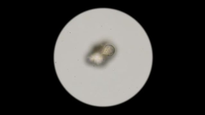 幼虫，显微镜下微生物的胚胎