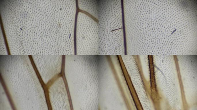 显微镜下的房子飞的翅膀