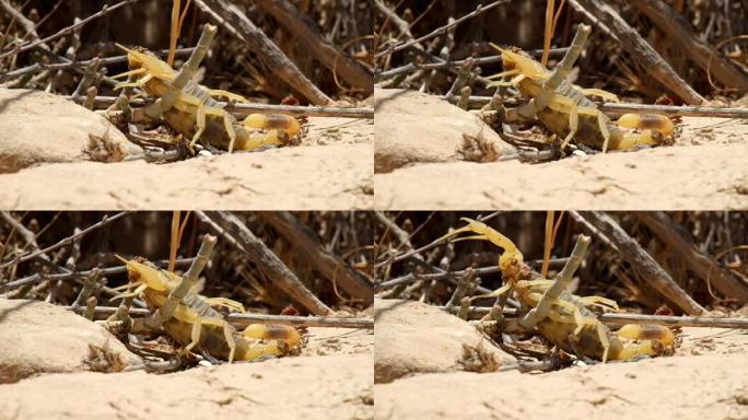 黄蝎在同一物种的另一只蝎子咬伤后死亡 (Leiurus quinquestriatus)