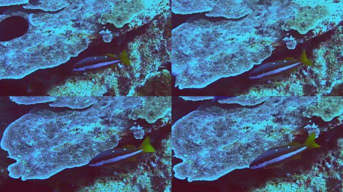 珊瑚礁上的两壶鲷鱼