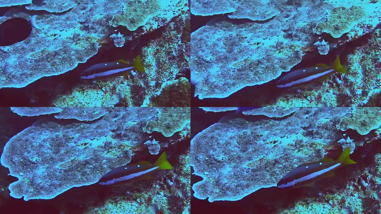 珊瑚礁上的两壶鲷鱼