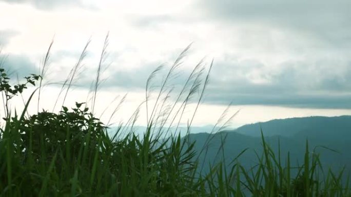 自然和风，草花逆风热带山地背景