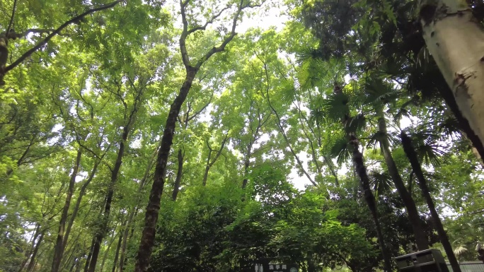 夏天茂密的树林仰拍