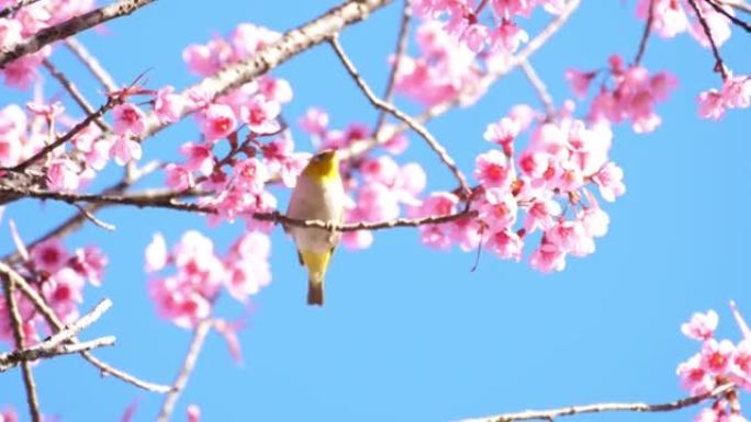 鸟和樱花和蓝天