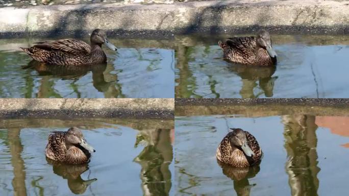 鸭嘴兽。棕色雌野鸭。水上的鸟。