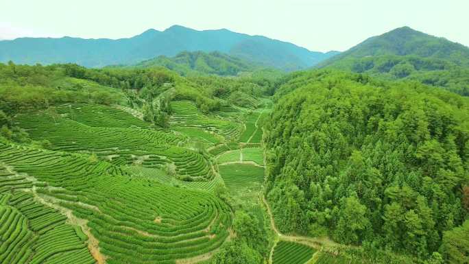 航拍武夷山燕子窠生态茶园、茶山、岩茶山场