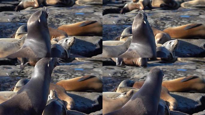 两个真实慢动作的海豹群视频