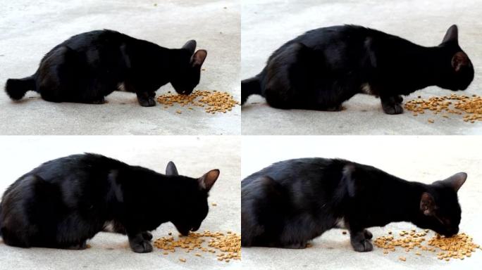 黑色小猫猫在地板上吃食物
