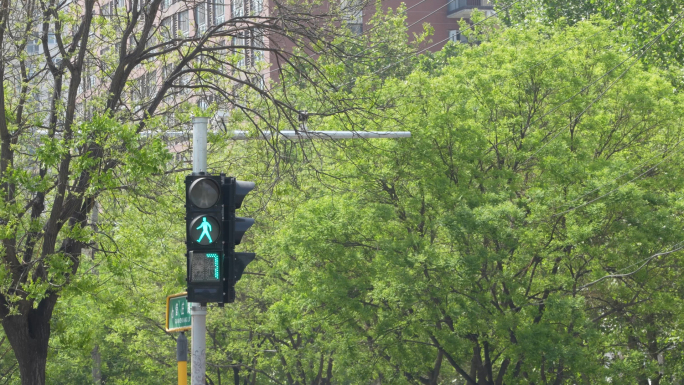 公共交通城市交通红绿灯等候灯斑马线交通