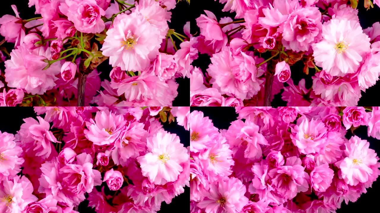 粉色樱花树花。