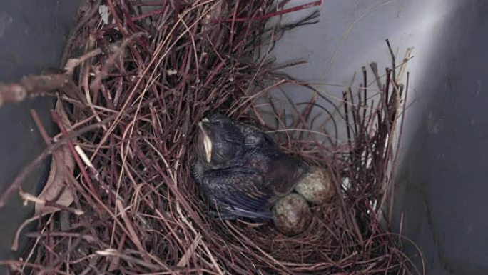 黑色和白色的长尾巴鸟或 “东方喜罗宾” 的幼鸟和卵在巢中等待母亲的喂食，特写镜头