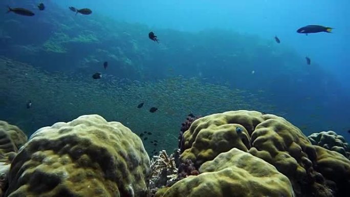 炎热的夏季珊瑚Bommie (Phylum Cnidaria) (Anthozoa) 珊瑚礁破坏，H