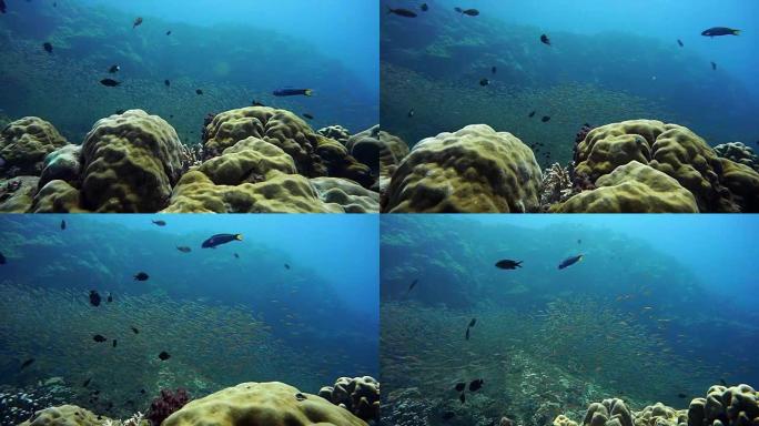 炎热的夏季珊瑚Bommie (Phylum Cnidaria) (Anthozoa) 珊瑚礁破坏，H
