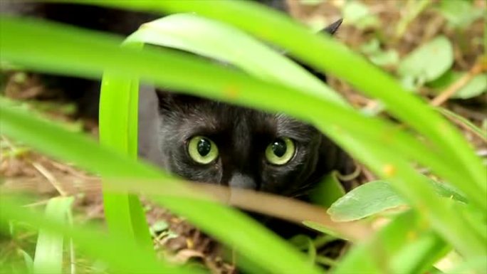 惊人的猫的眼睛看着相机