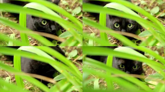 惊人的猫的眼睛看着相机