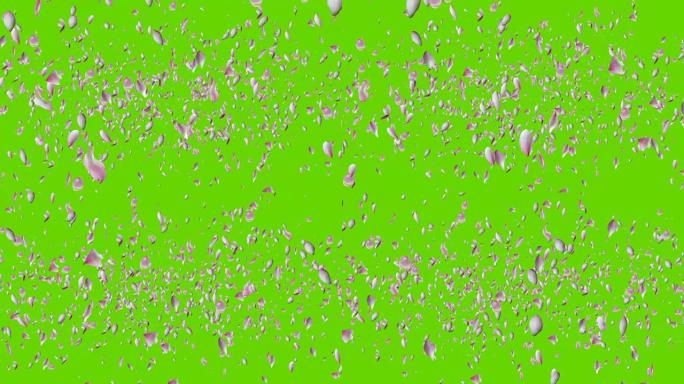 粉红色的莲花花瓣绽放。