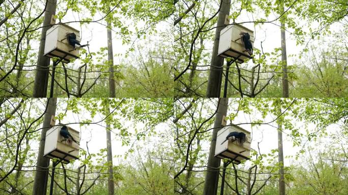 一只野鸟准备进入他在树上的木屋
