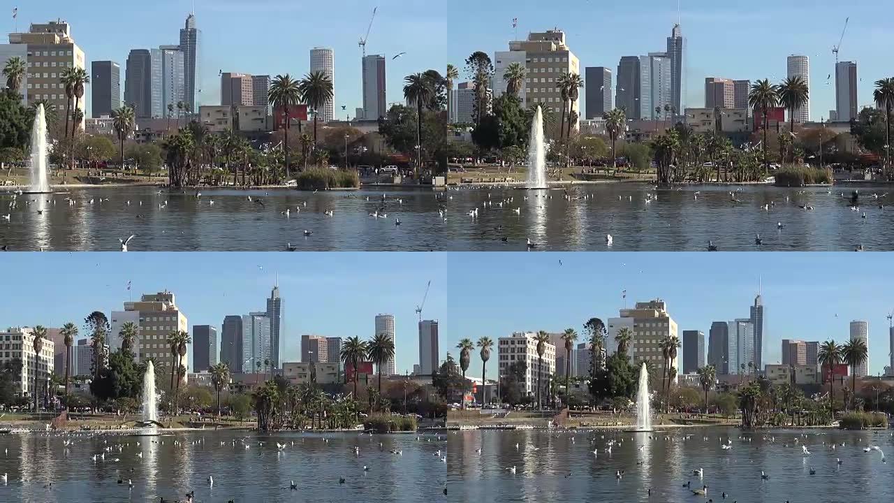 洛杉矶麦克阿瑟公园的海鸥