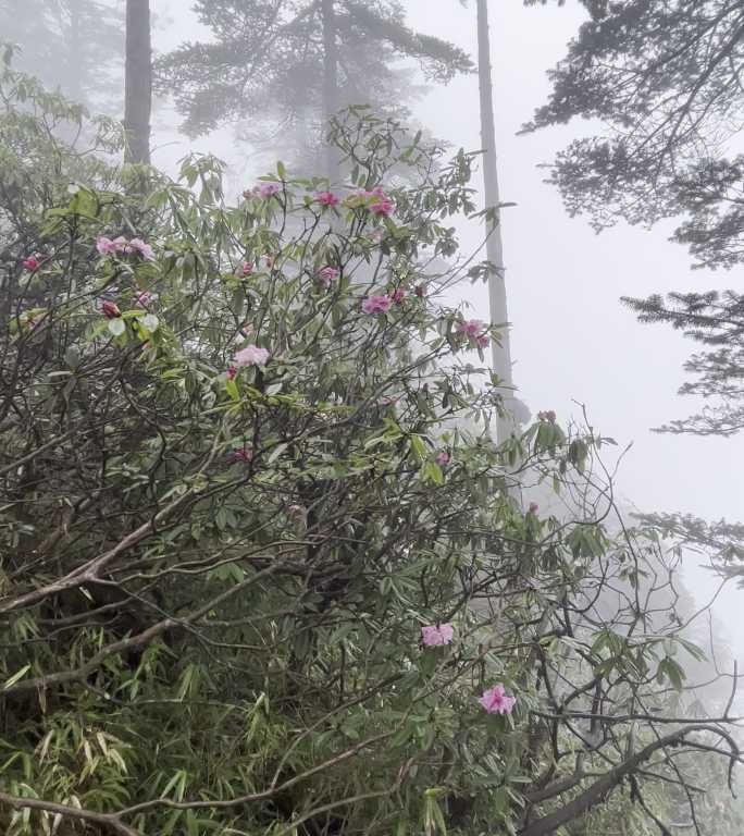 高山杜鹃大雾里一扫而过hdr颜色转码不准