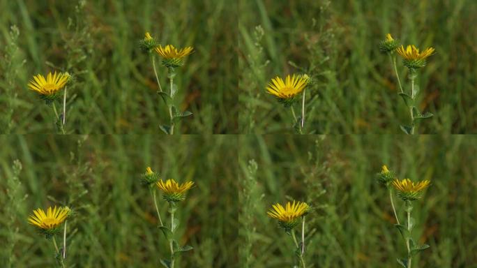 稳定的镜头聚焦在三朵黄色的花朵上，微风轻拂