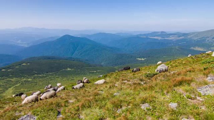 在喀尔巴阡山脉的背景下，牧羊人在山上放牧牛。风景视频。