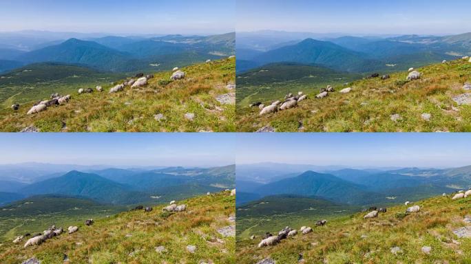 在喀尔巴阡山脉的背景下，牧羊人在山上放牧牛。风景视频。