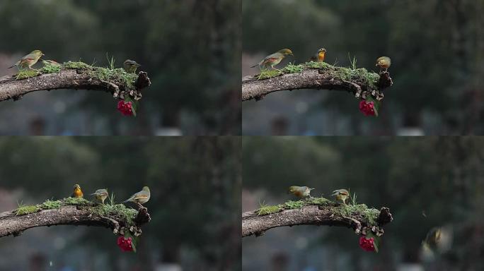 一只相思鸟捕食树枝