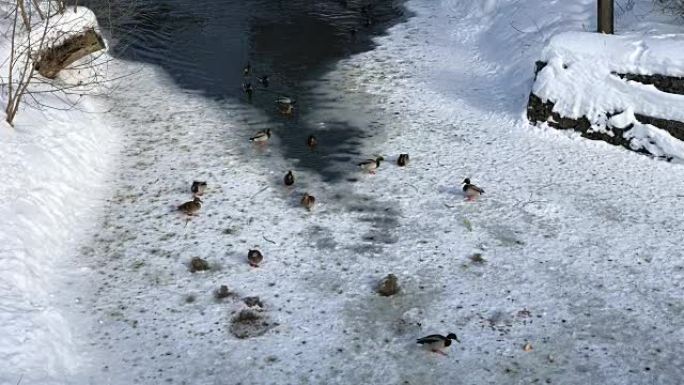 冬天在河上的浮冰上行走的野鸭