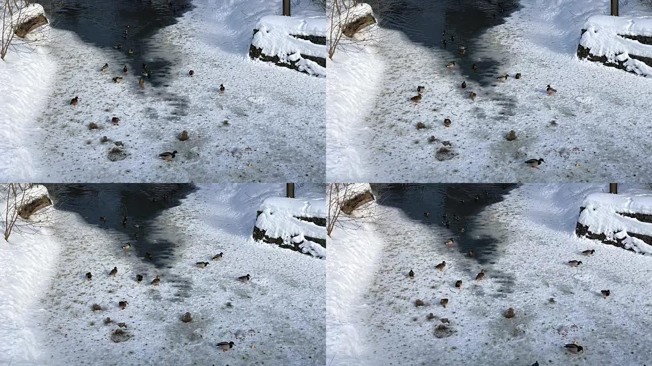 冬天在河上的浮冰上行走的野鸭