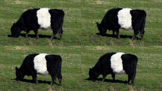 黑白束带的加洛韦奶牛在苏格兰的田野中放牧