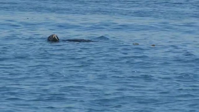 加利福尼亚海獭食用