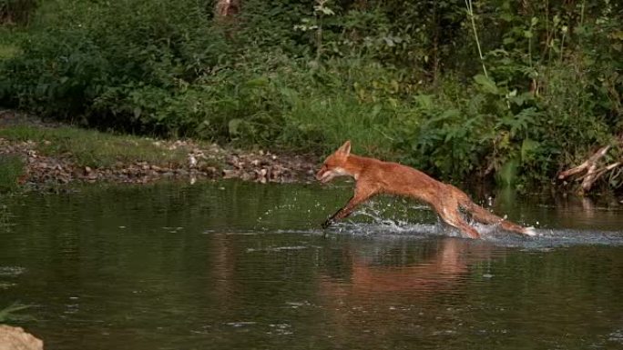 红狐，vulpes vulpes，成年渡河，法国诺曼底，慢动作4K