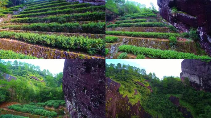 航拍武夷山大红袍母树、岩茶茶园、茶山全景