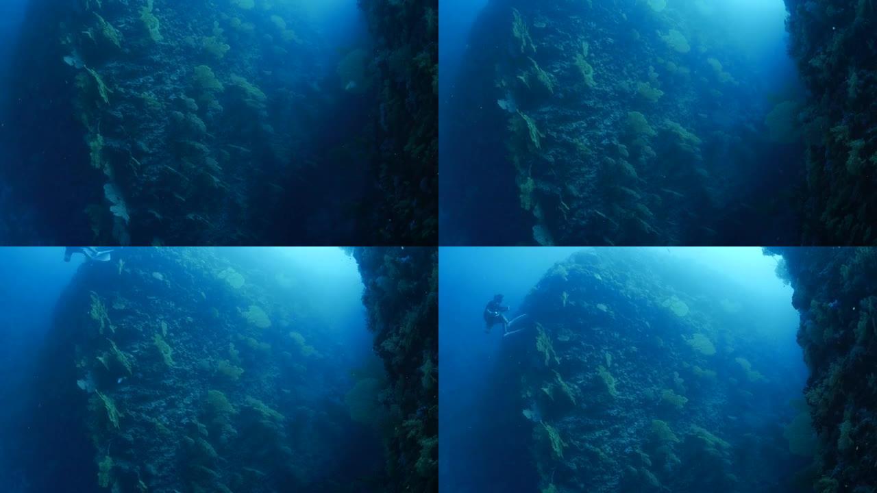 海扇石山上的Gorgonian珊瑚林