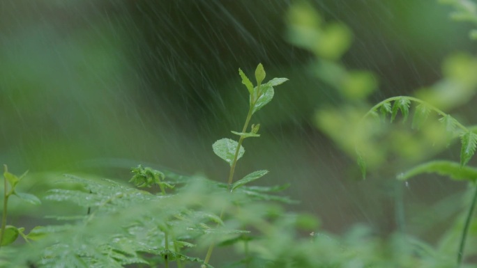 下雨的郊外，野外，嫩芽