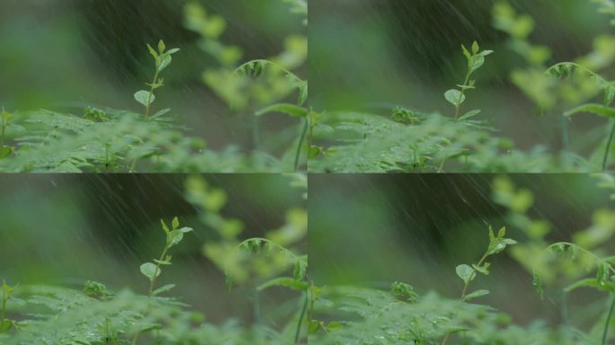 下雨的郊外，野外，嫩芽