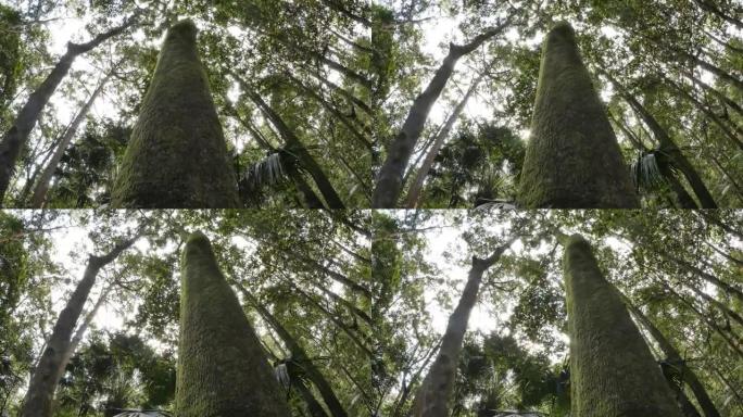 野生天然雨林环境的树冠