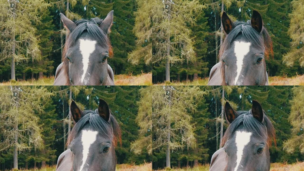在草地上放牧的黑白马的美丽眼睛看着相机