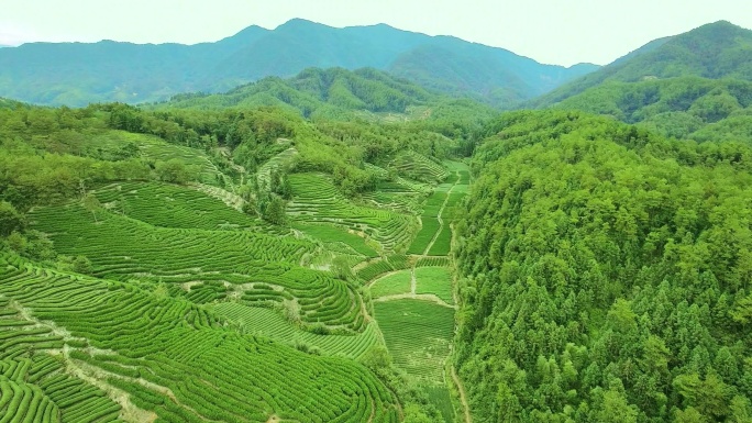 航拍武夷山燕子窠生态茶园、茶山、岩茶山场