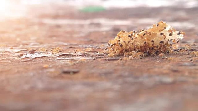 铁锈桌上有食物的蚂蚁