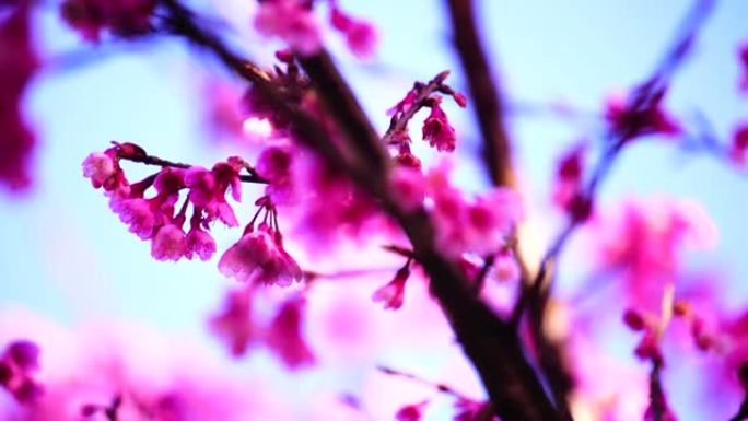 4K:Wild Himalayan Cherry, Prunus cerasoides