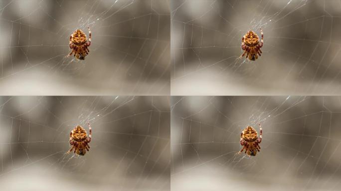 万圣节可怕的可怕蜘蛛网，蜘蛛正在食死虫尸体