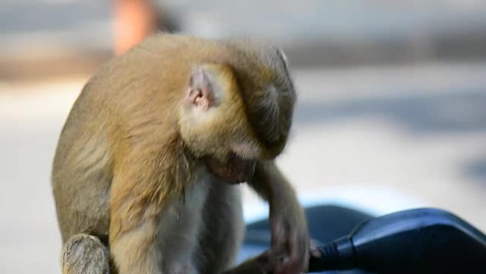 在泰国，一只野猴用香蕉吃一棵倒下的树。