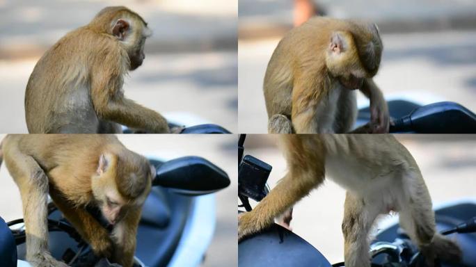 在泰国，一只野猴用香蕉吃一棵倒下的树。