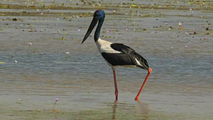 黑颈鹳喂食