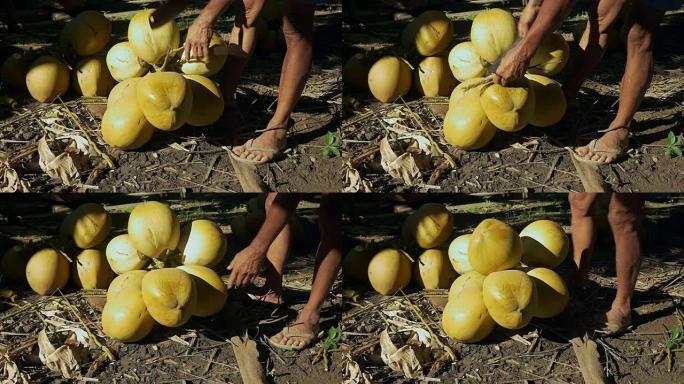 椰子卖家用他的斧头从一堆椰子中切碎茎 (特写)