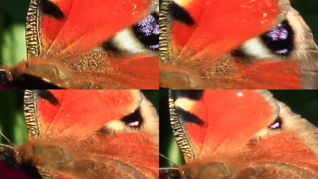 百日草上的蝴蝶孔雀眼采集花蜜的宏观