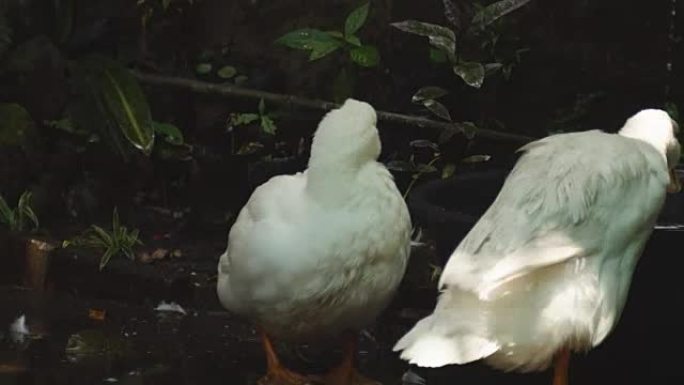 北京烤鸭在一盆水中享受沐浴